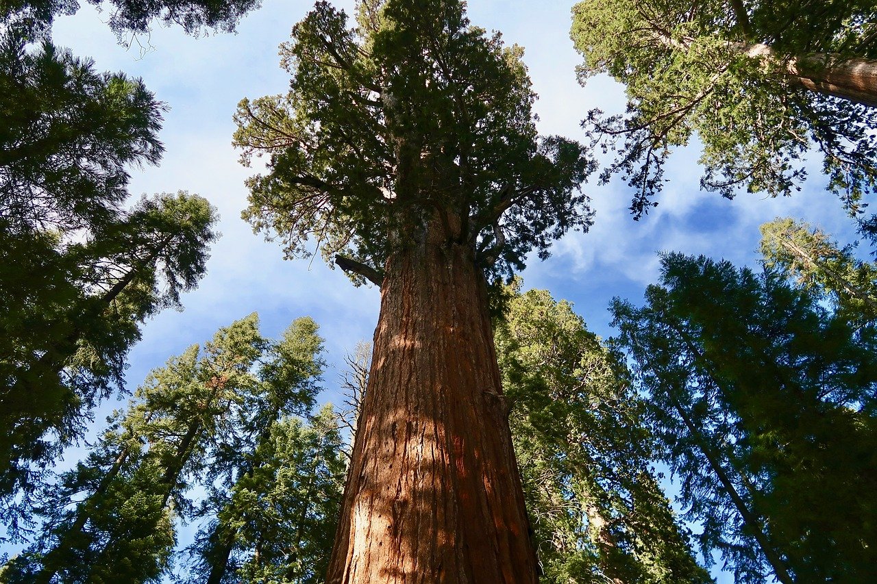 Redwood Size