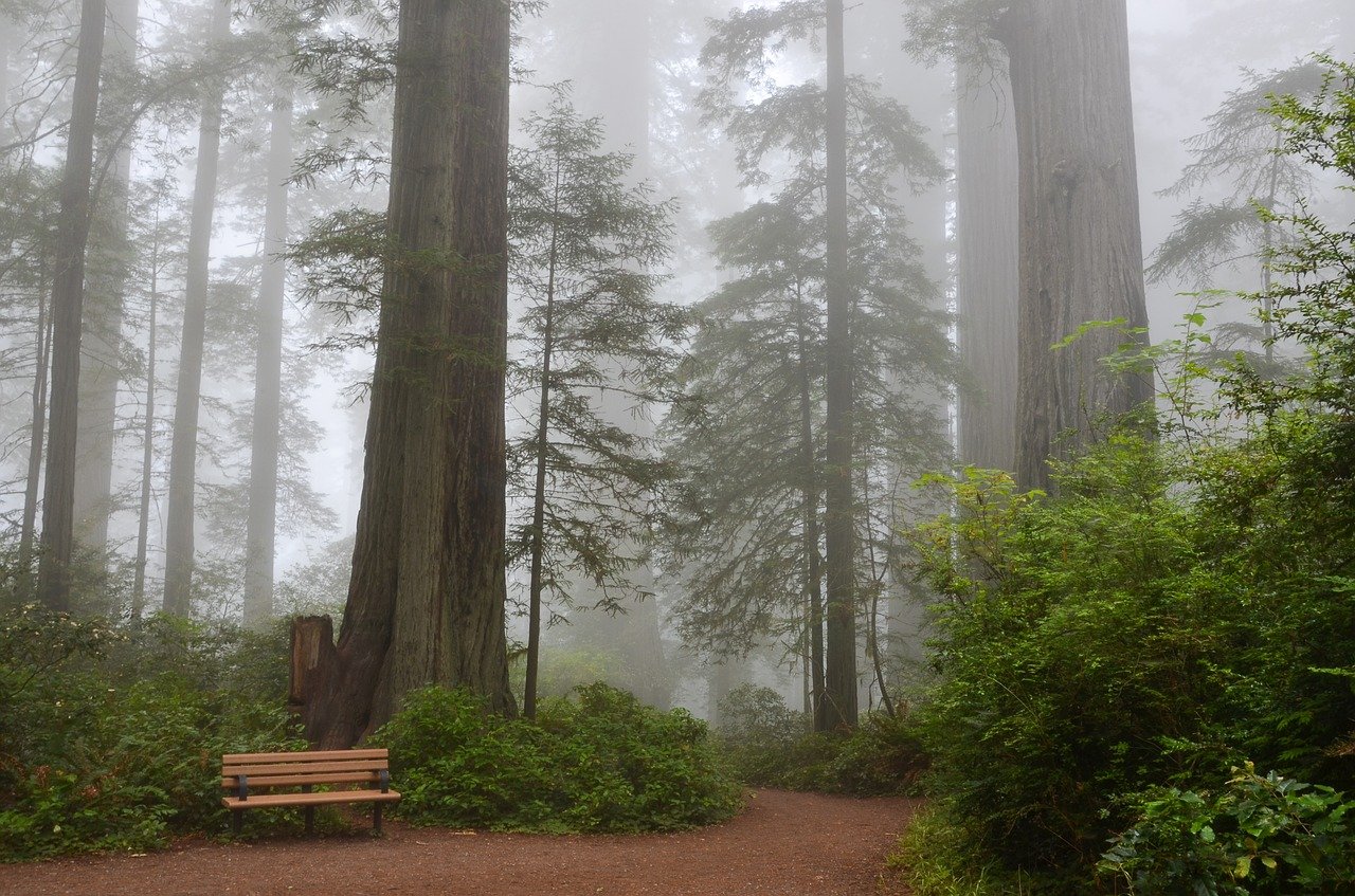 Redwood in mist