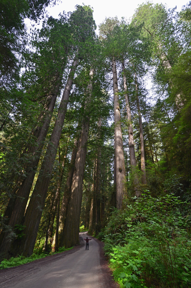 Visitor by redwood trees